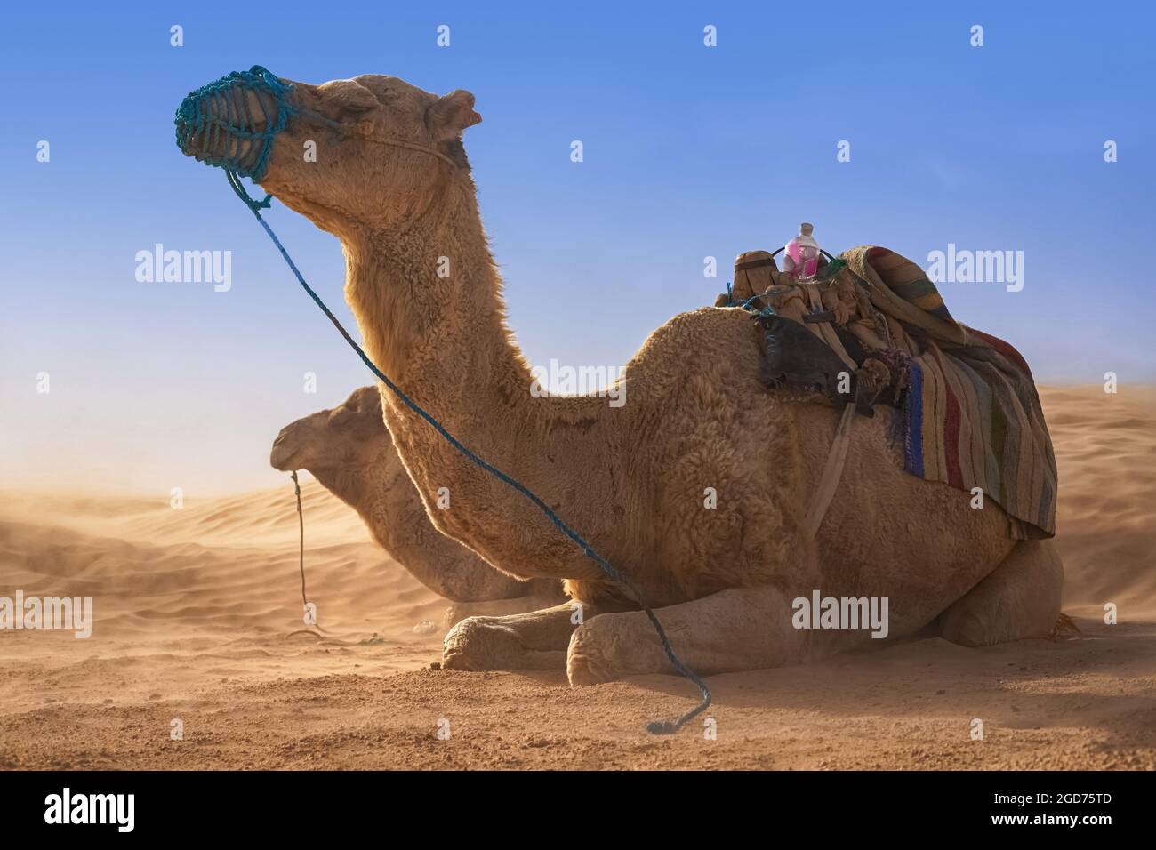 Dromedary Camel sits on the sand in the Sahara Desert, resting Stock ...