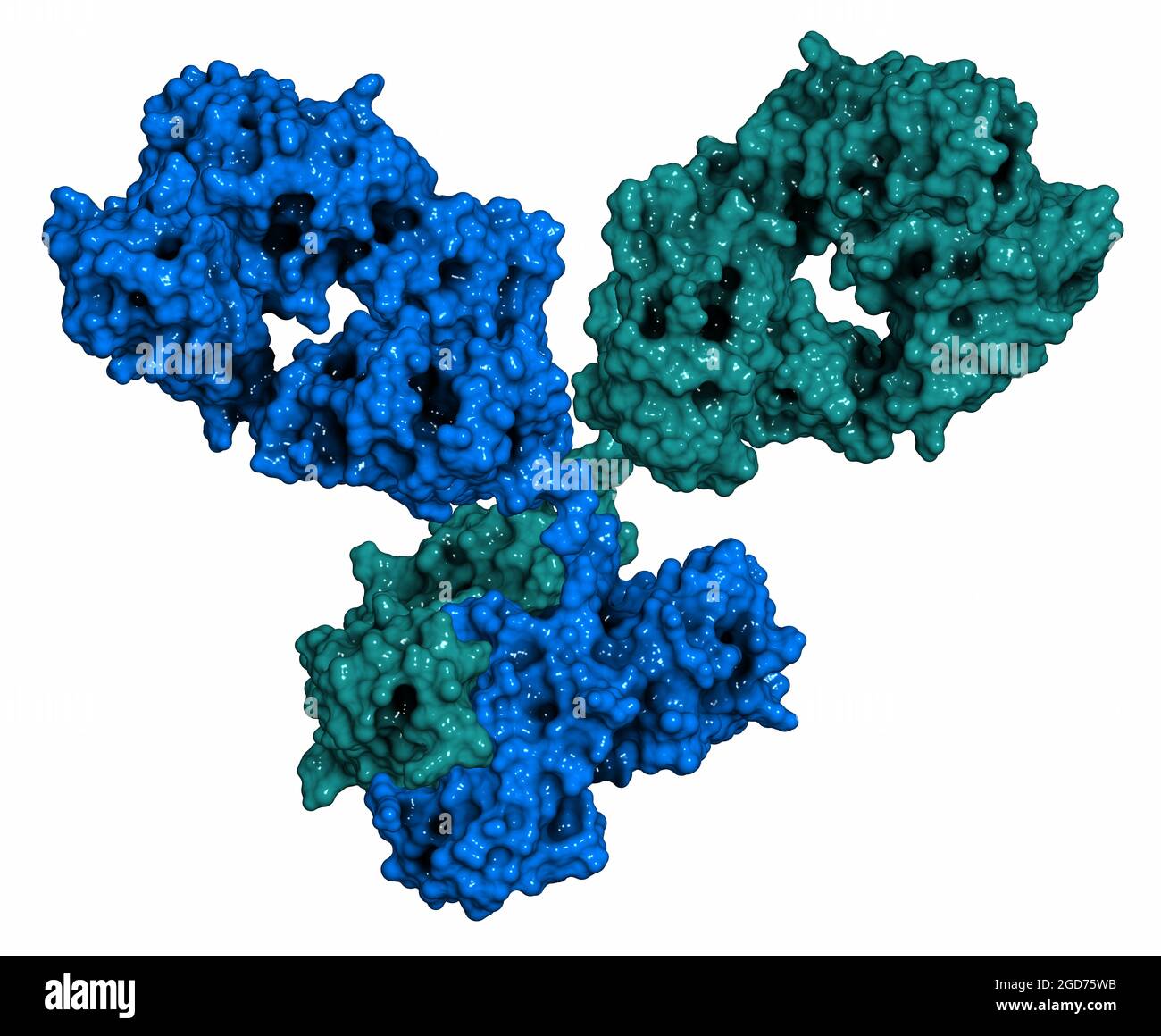 IgG1 monoclonal antibody (immunoglobulin). 3D Illustration. Stock Photo