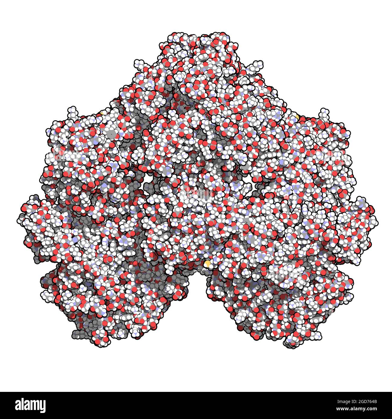 lactase structure