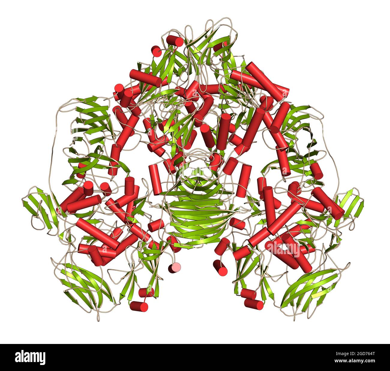Lactase (Kluyveromyces lactis betagalactosidase) enzyme. 3D