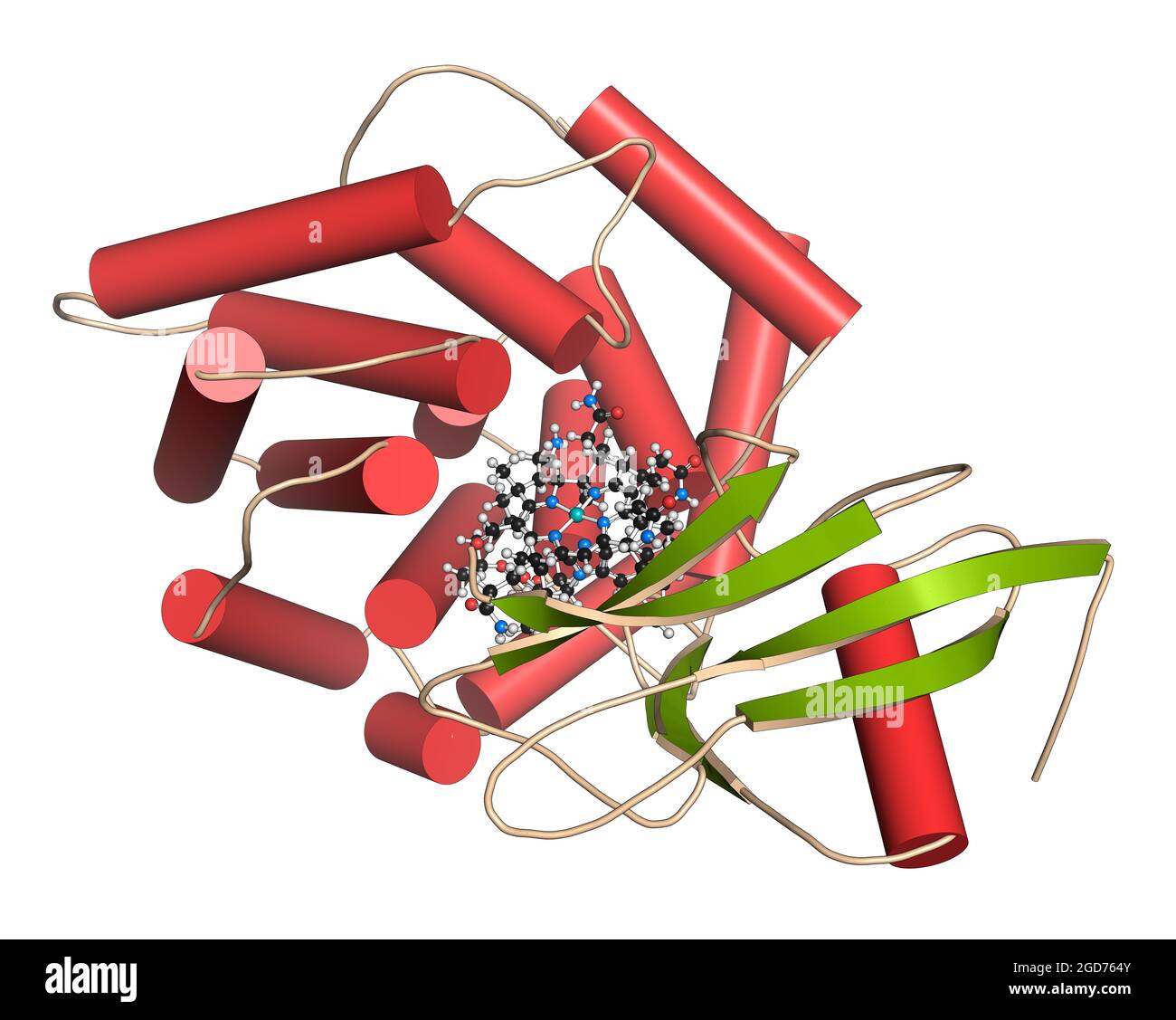 Intrinsic factor (IF) protein. 3D illustration. Stock Photo