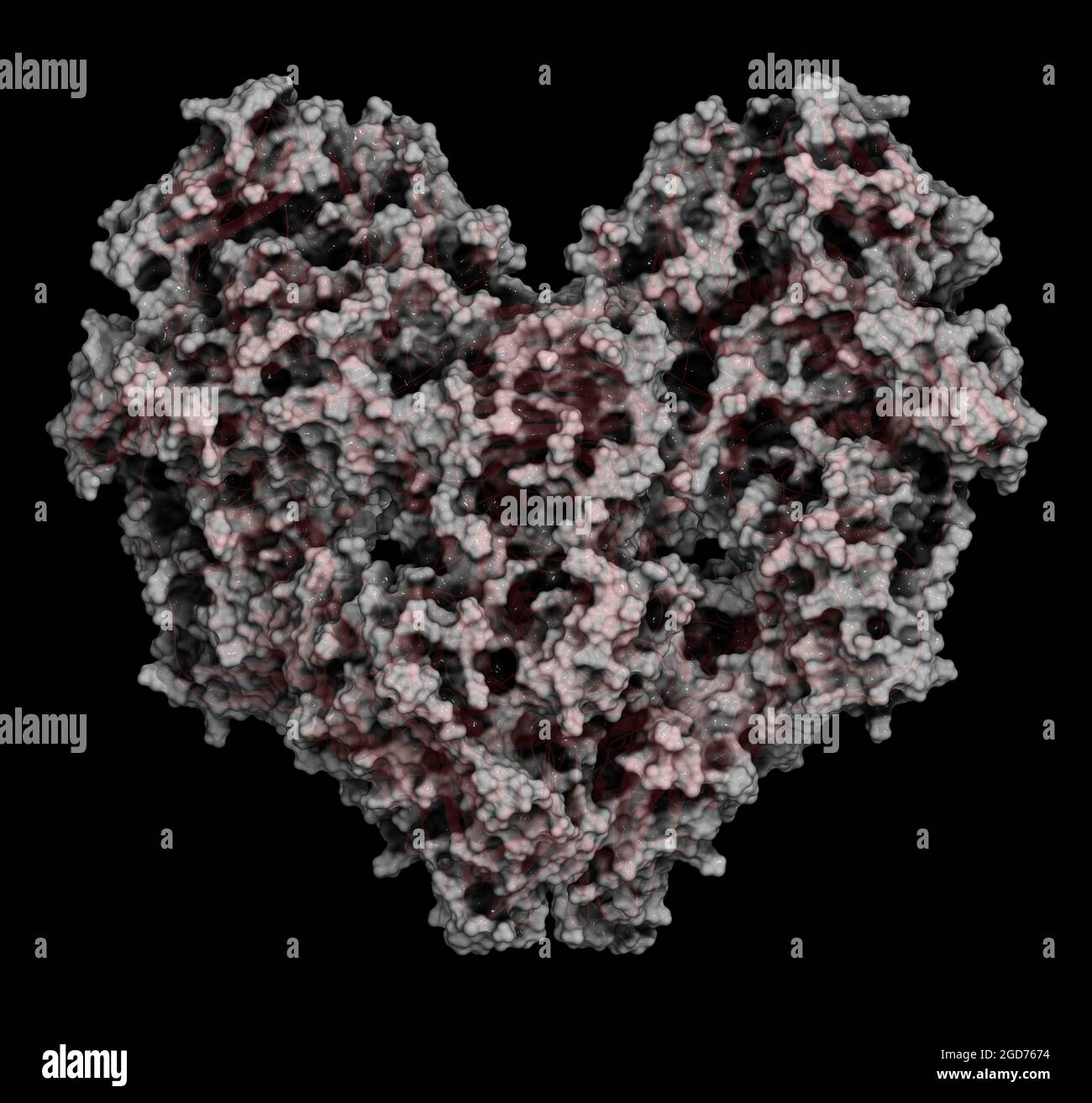 Lactase (Kluyveromyces lactis betagalactosidase) enzyme. 3D