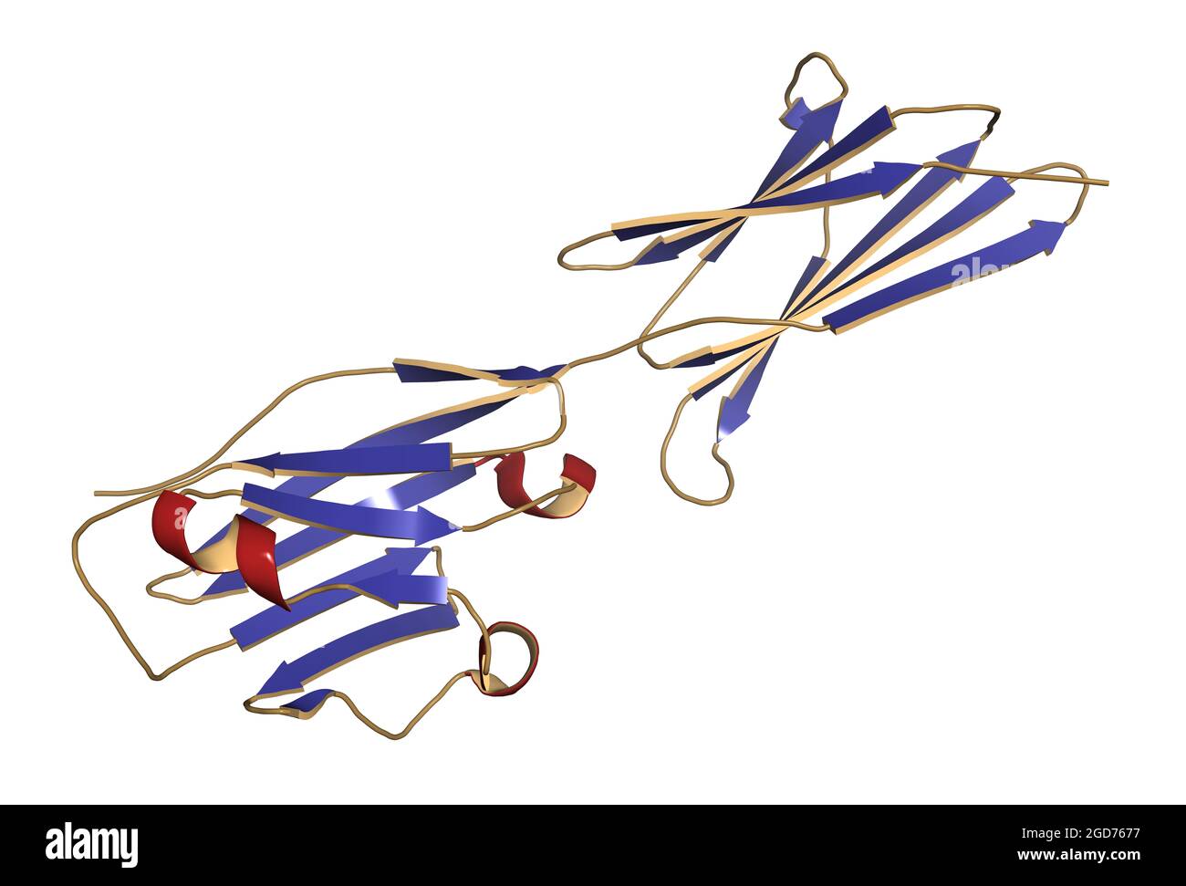 Programmed death-ligand 1 (PD-L1) protein, 3D rendering Stock Photo