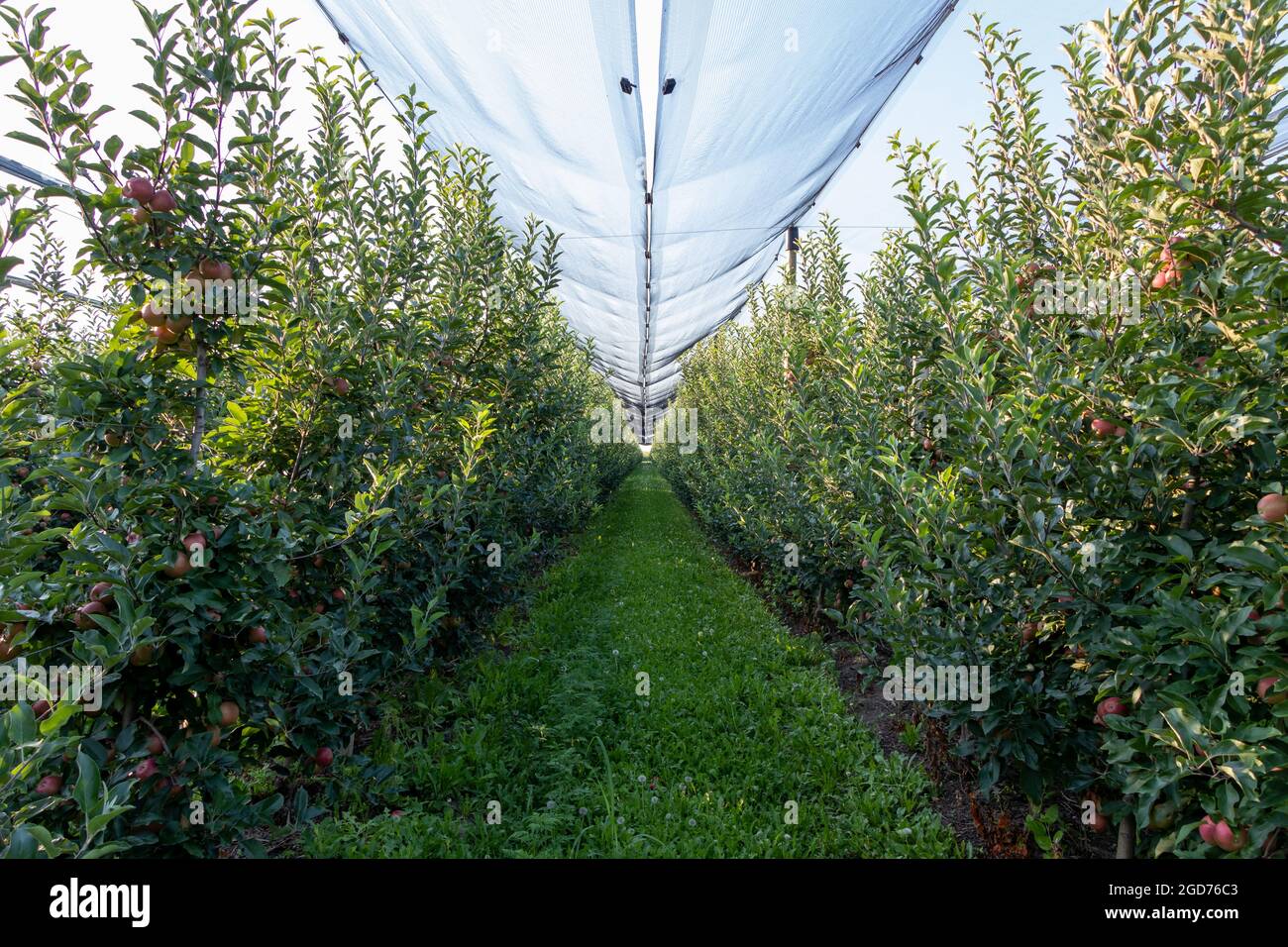Ripe royal Gala apples on a apple tree at Serbia apple orchard before