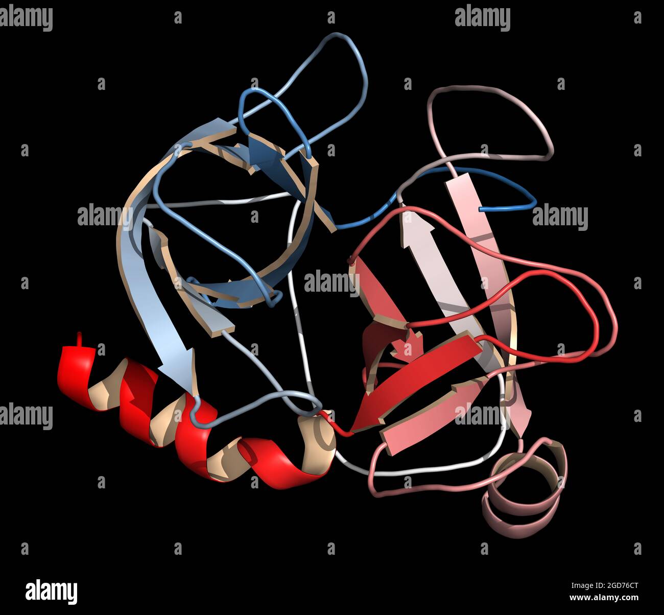 Trypsin digestive enzyme molecule (human). 3D illustration Stock Photo