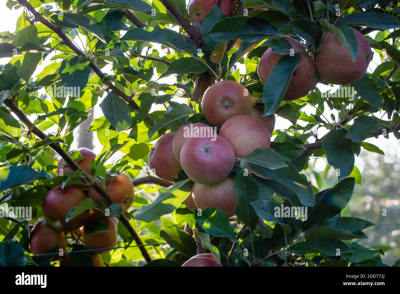 Ripe royal Gala apples on a apple tree at Serbia apple orchard before