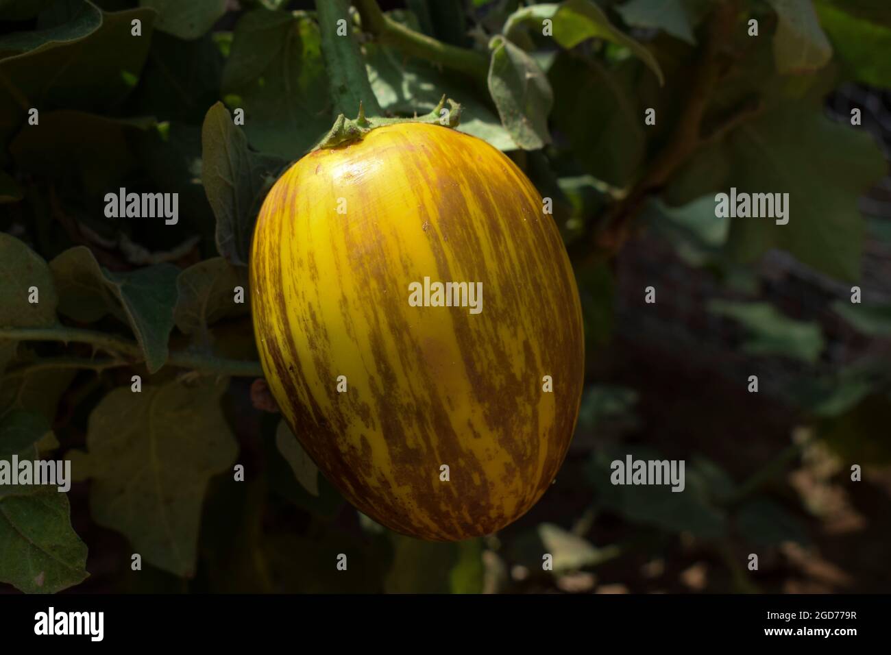 Fresh shiny big yellow Eggplant shaded. Yellow coloured brinjal organic hanging on plant Stock Photo