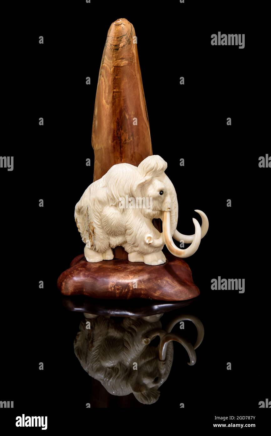ivory statuette of elephant mammoth on black background with reflection. carved with a gouge from old bone. authentic decorative figure for interior. Stock Photo