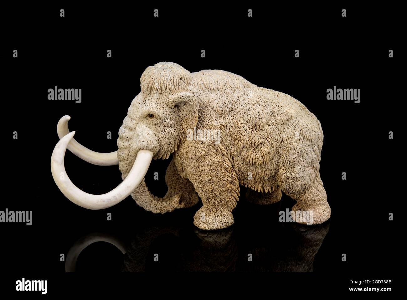 ivory statuette of elephant mammoth on black background with reflection ...