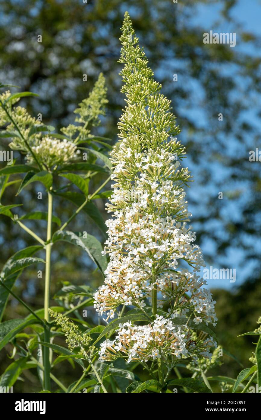 Buddleia davidii 'Nanho Alba' syn. 'Alba White' (buddleja variety), known as a butterfly bush, in flower during august or summer, UK Stock Photo