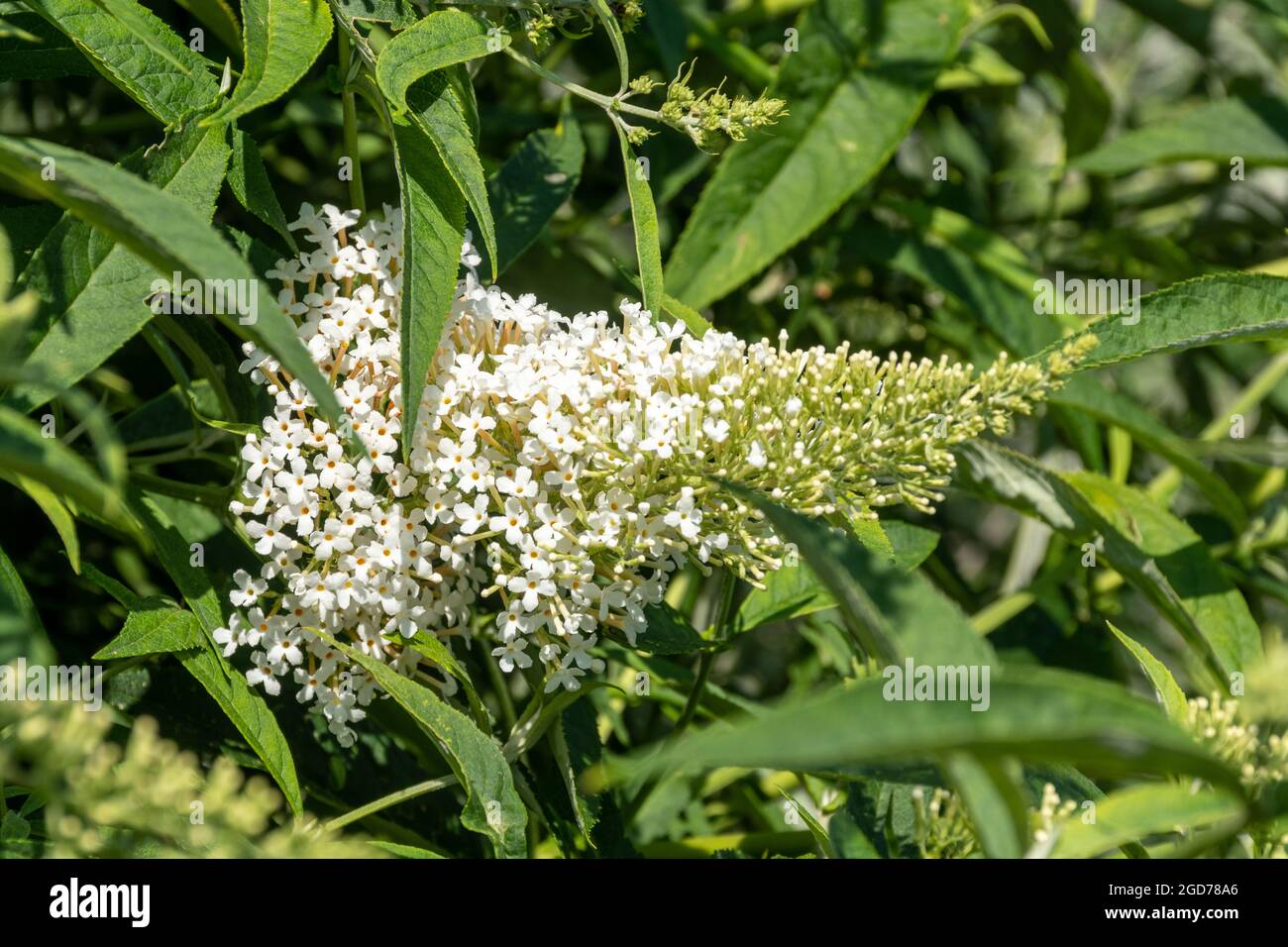 Buddleia davidii 'Nanho Alba' syn. 'Alba White' (buddleja variety), known as a butterfly bush, in flower during august or summer, UK Stock Photo