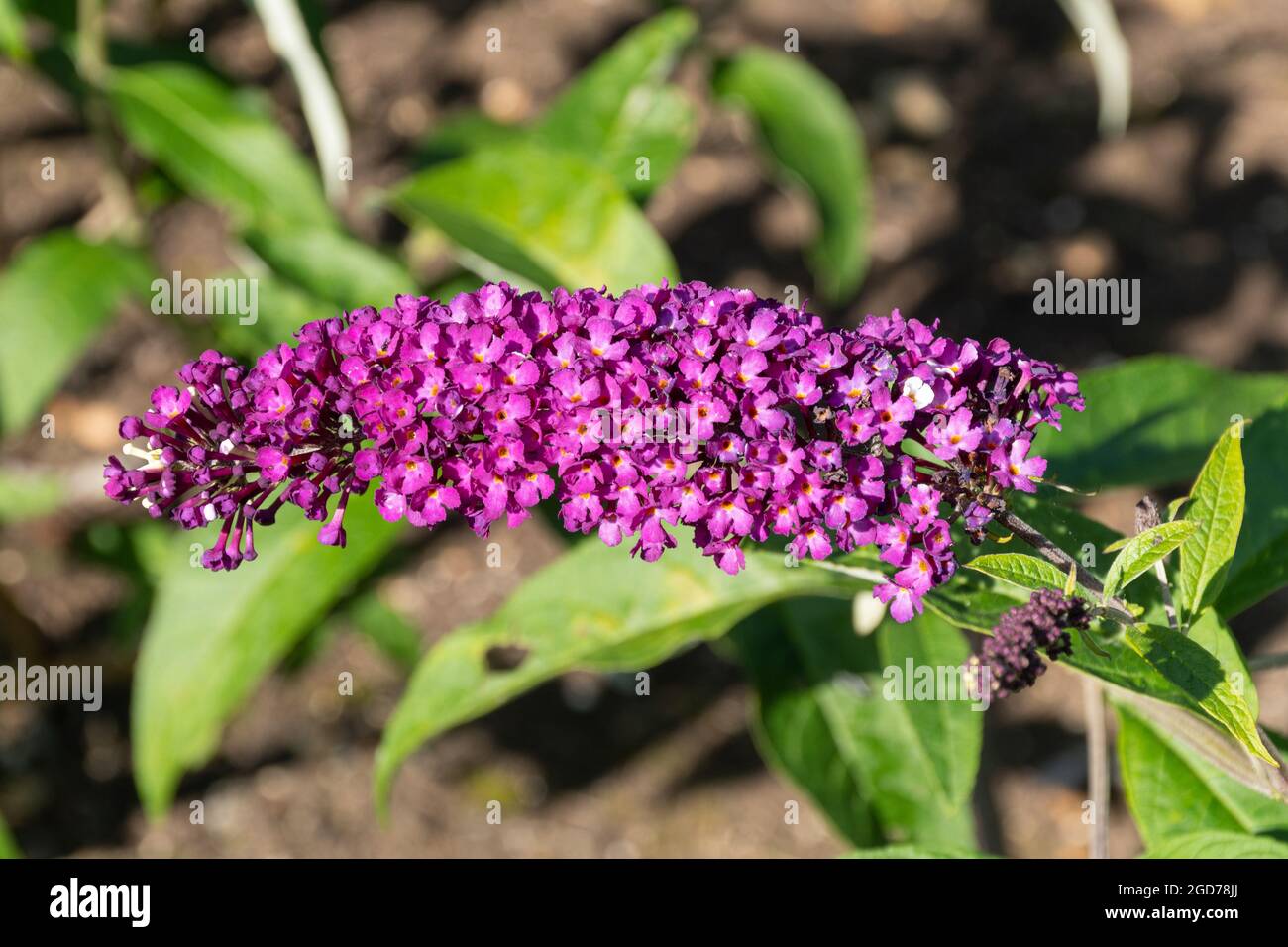 Buddleia davidii 'Berries and Cream' (buddleja variety), known as a butterfly bush, in flower during august or summer, UK Stock Photo