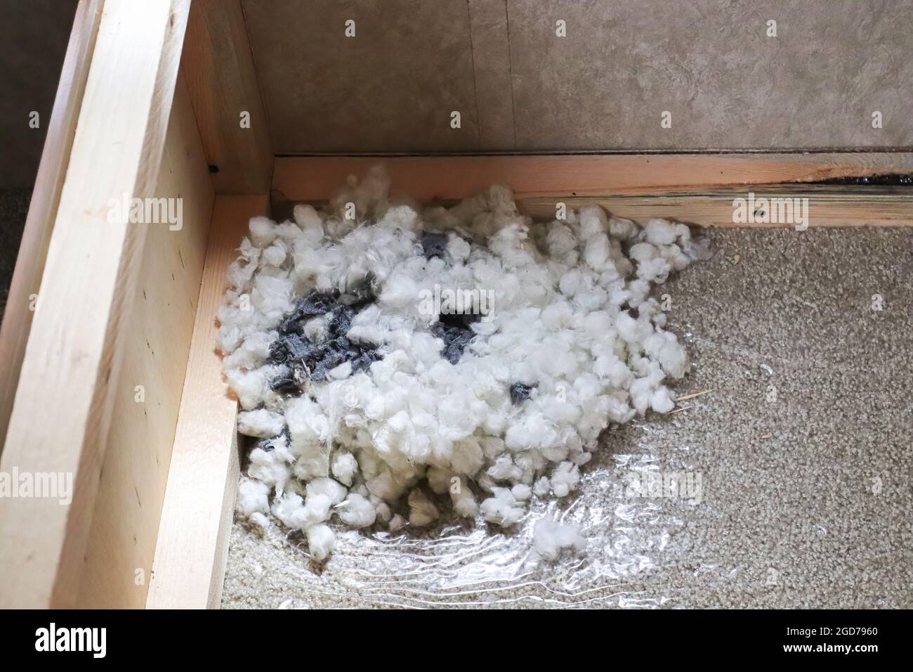 Mouse nest hires stock photography and images Alamy
