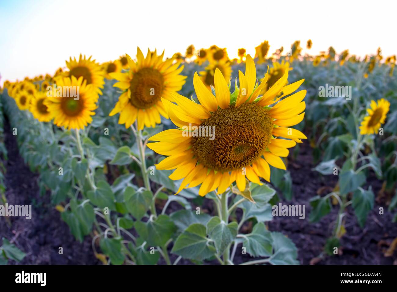 large field of blooming sunflowers. Agronomy, agriculture Stock Photo