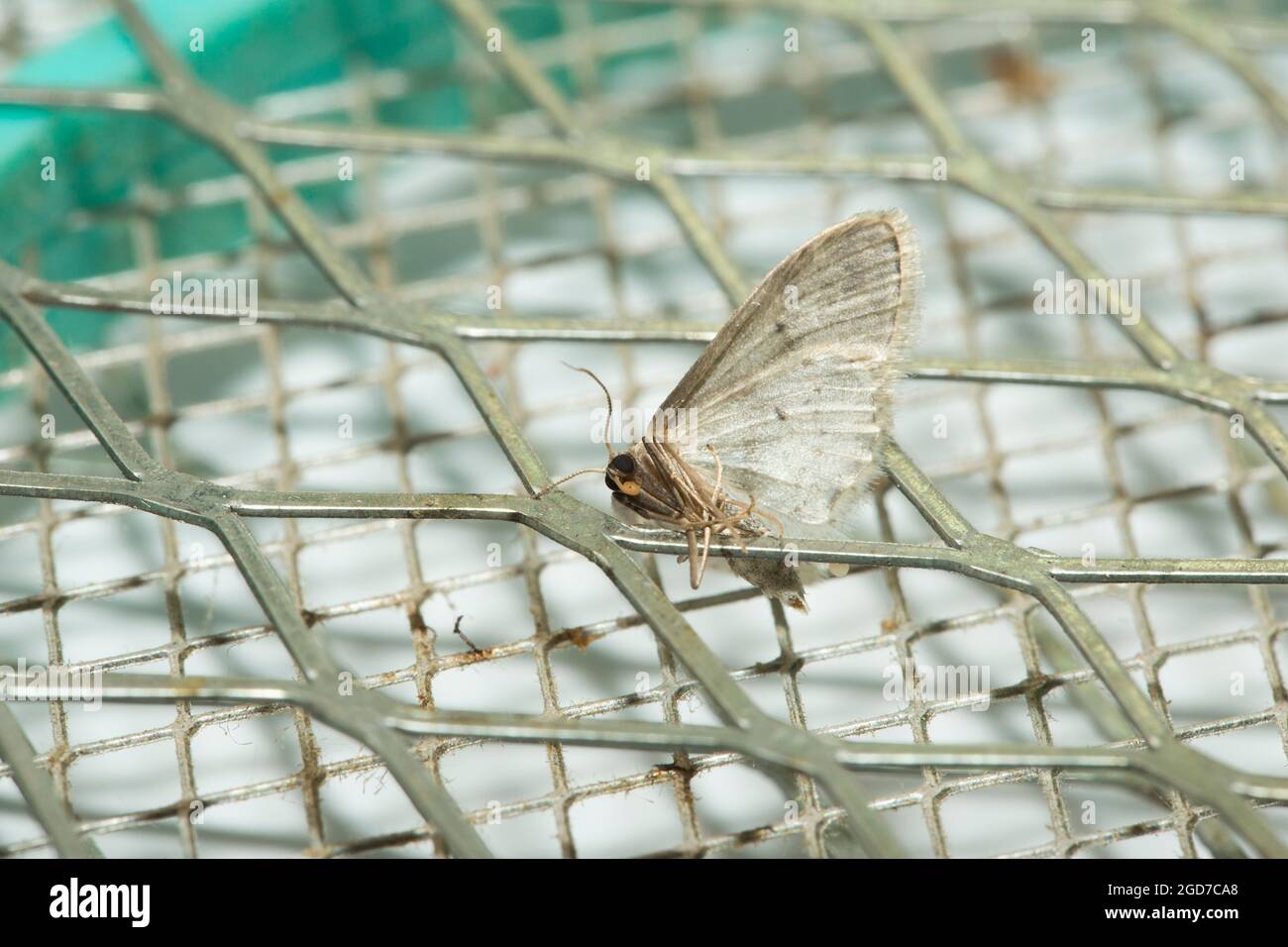 Electric fly swat with killed moth Stock Photo