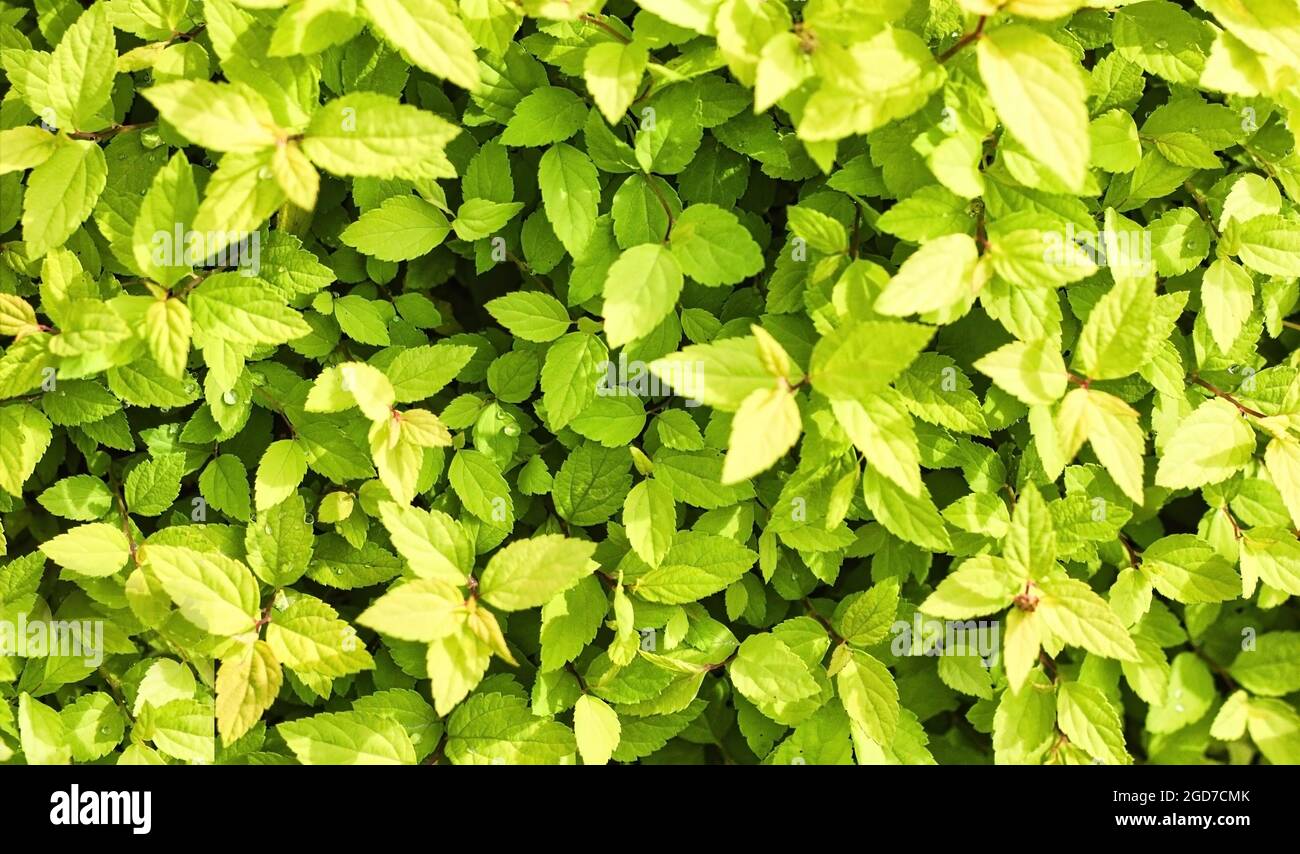 Abstract bunch of leaves blossom around Flowering of dubrawy spirea Spiraea chamaedryfolia , nature background of green leaves. Stock Photo
