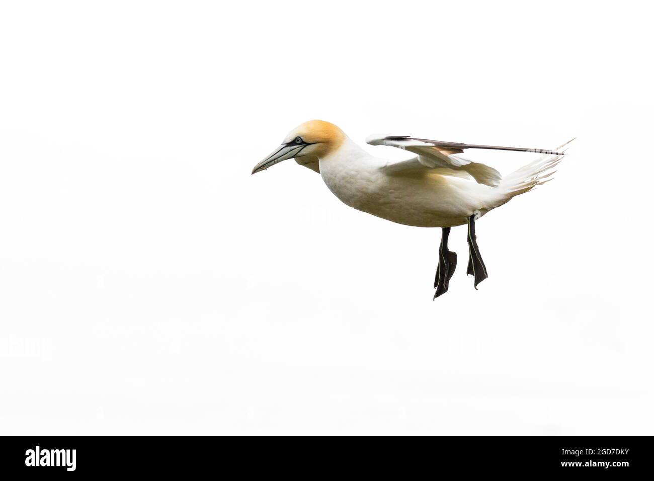 A gannet (Morus bassanus) hovers on the breeze coming off the cliff top at Bempton in Yorkshire Stock Photo
