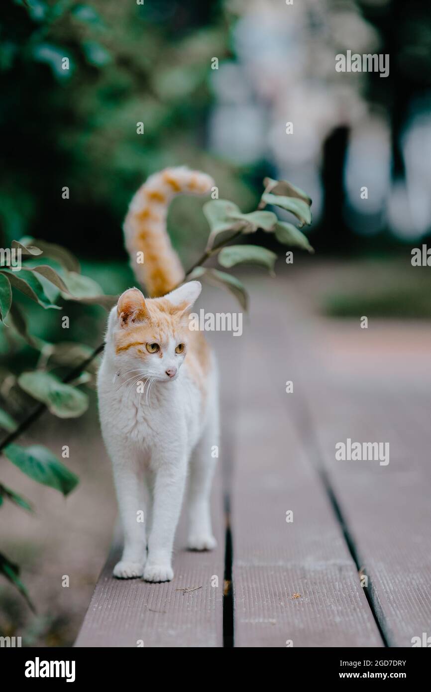 Selective of a cute kitten in the garden Stock Photo - Alamy