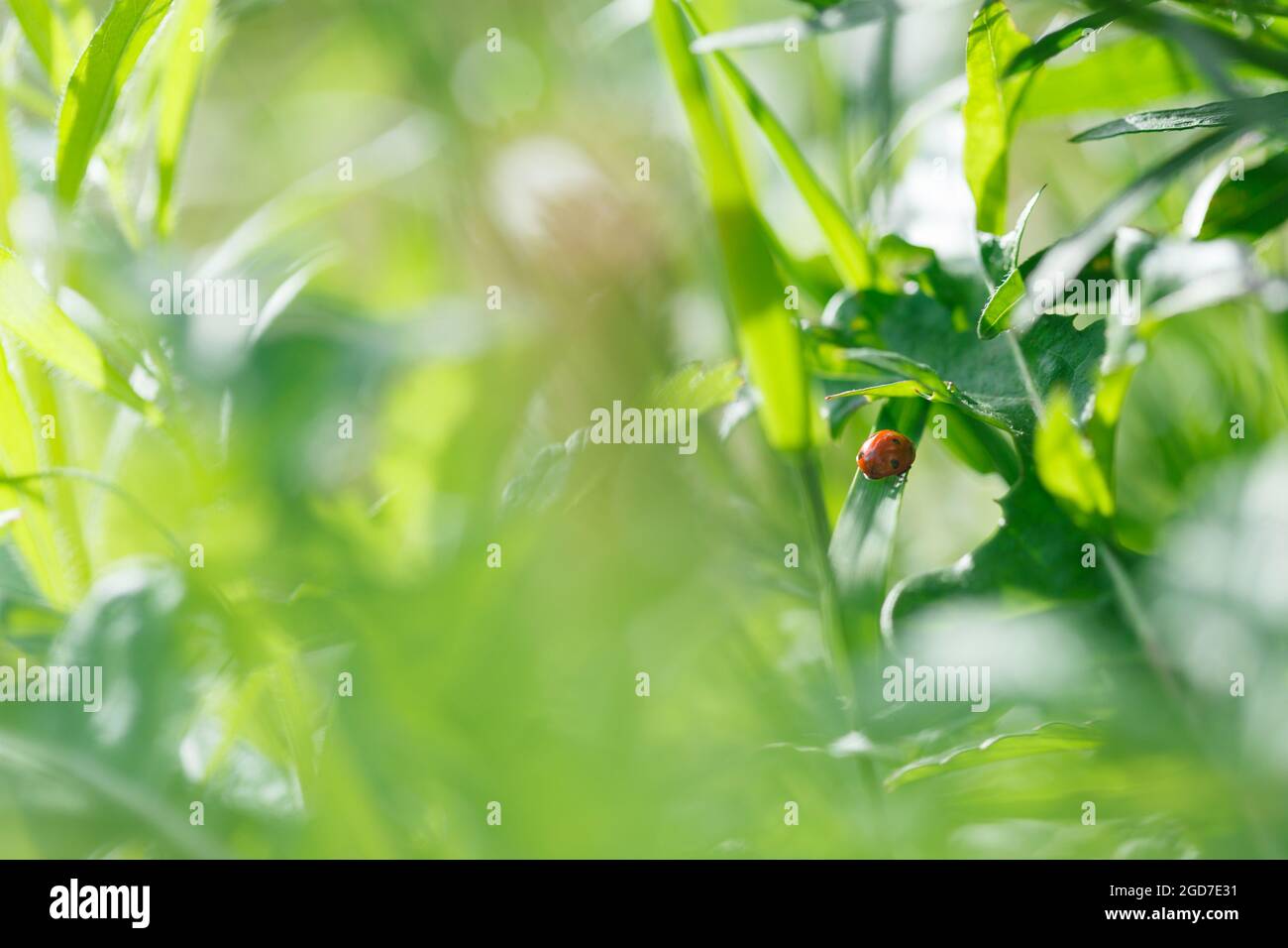 Pretty red ladybird beetle or ladybug (Coccinellidae) in lush greenery of wild flowers and grasses in beautiful wild summer meadow. Narrow focus. Stock Photo