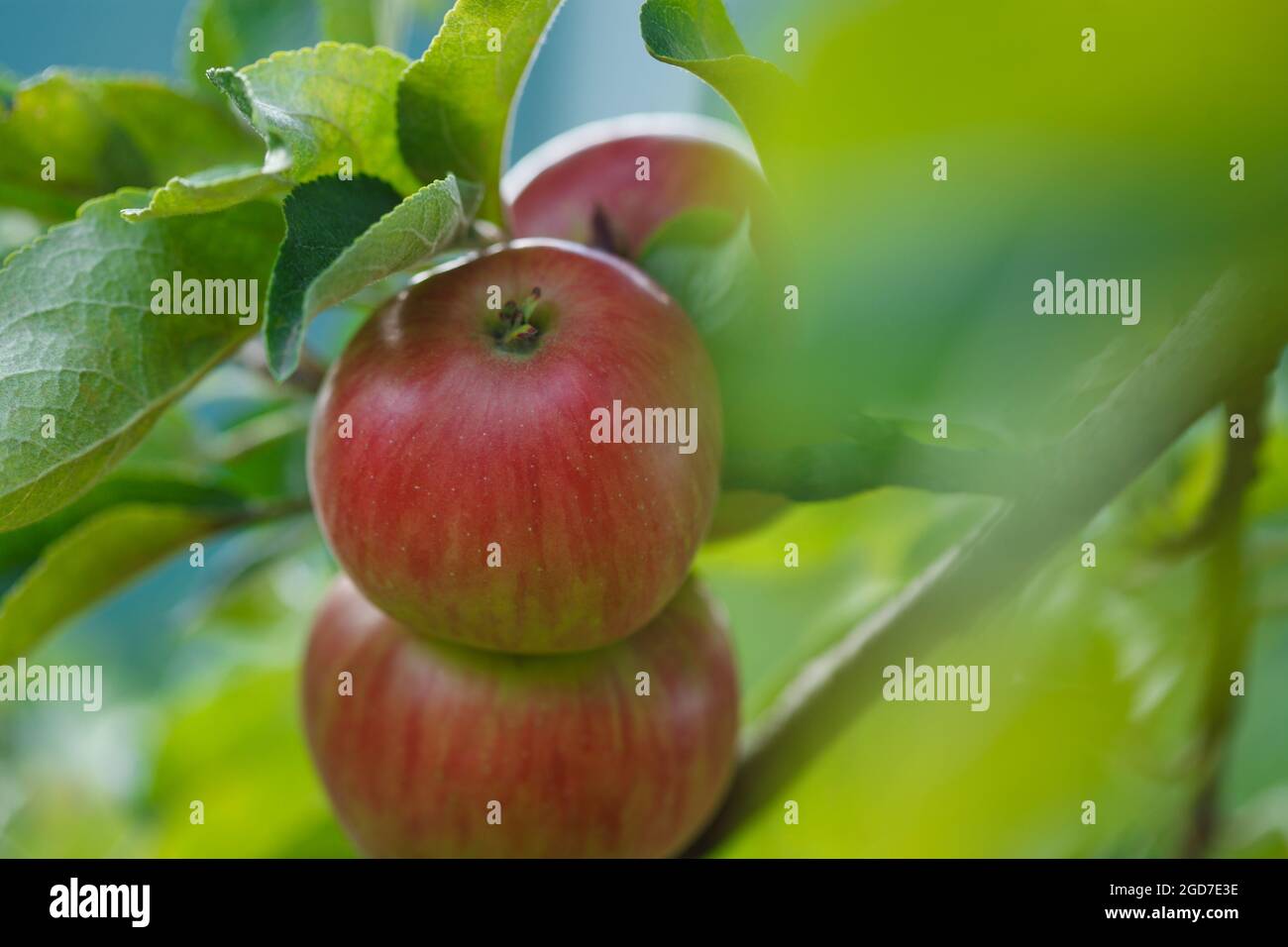 Appetising red apples growing on apple tree in organic orchard in Vaud, Switzerland during summer growing season Stock Photo