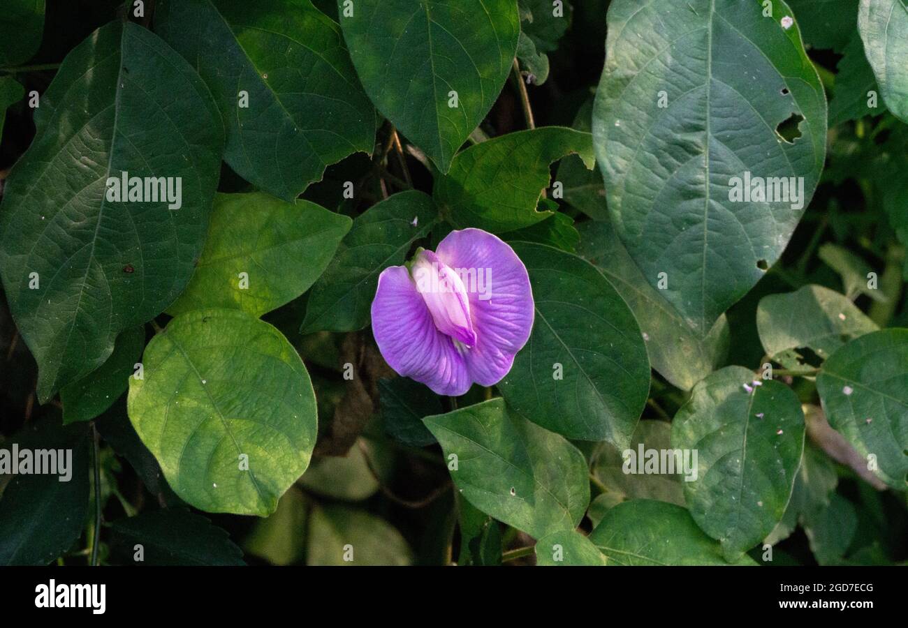 Purple shrub leaf hi-res stock photography and images - Alamy