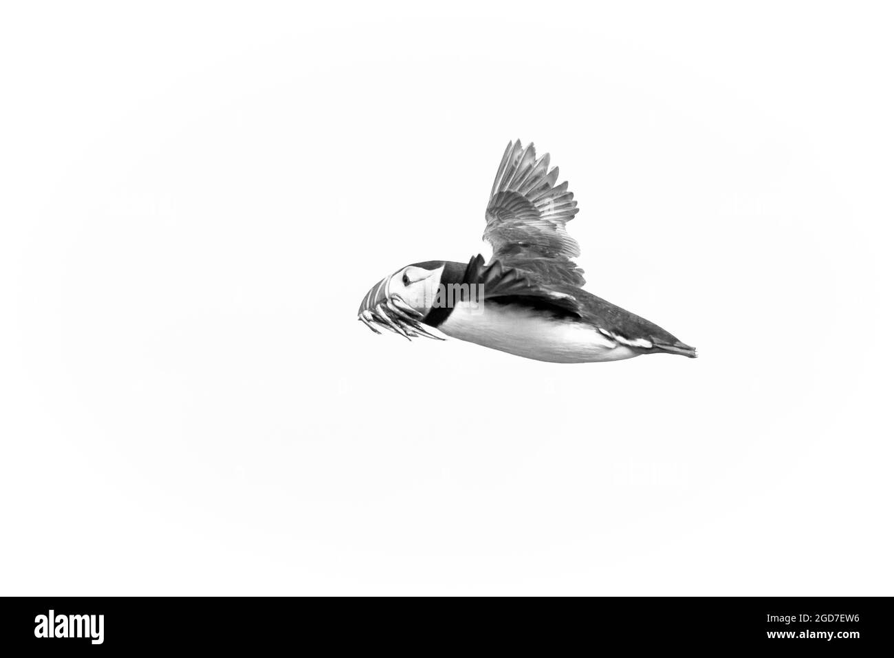 Black and white image of a puffin (Fratercula arctica) flying past with a beak full of sand eels for the chicks in its nest Stock Photo