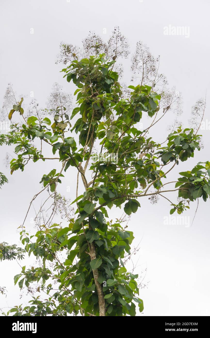 Photo of high tree and we can see the top of tree Stock Photo Alamy