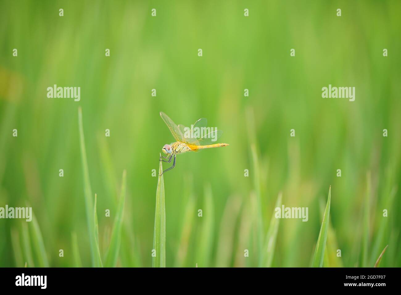 Selective focus of a dragonfly Stock Photo - Alamy