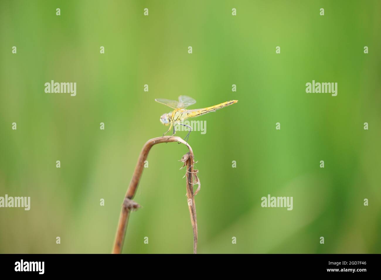Selective focus of a dragonfly Stock Photo - Alamy