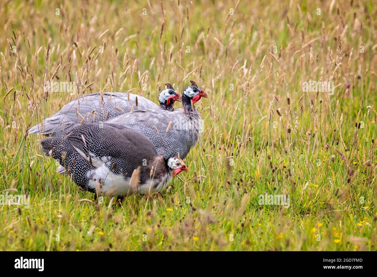 Close up of a group of 3 Guinea Fowl in field in Cornish countryside Stock Photo