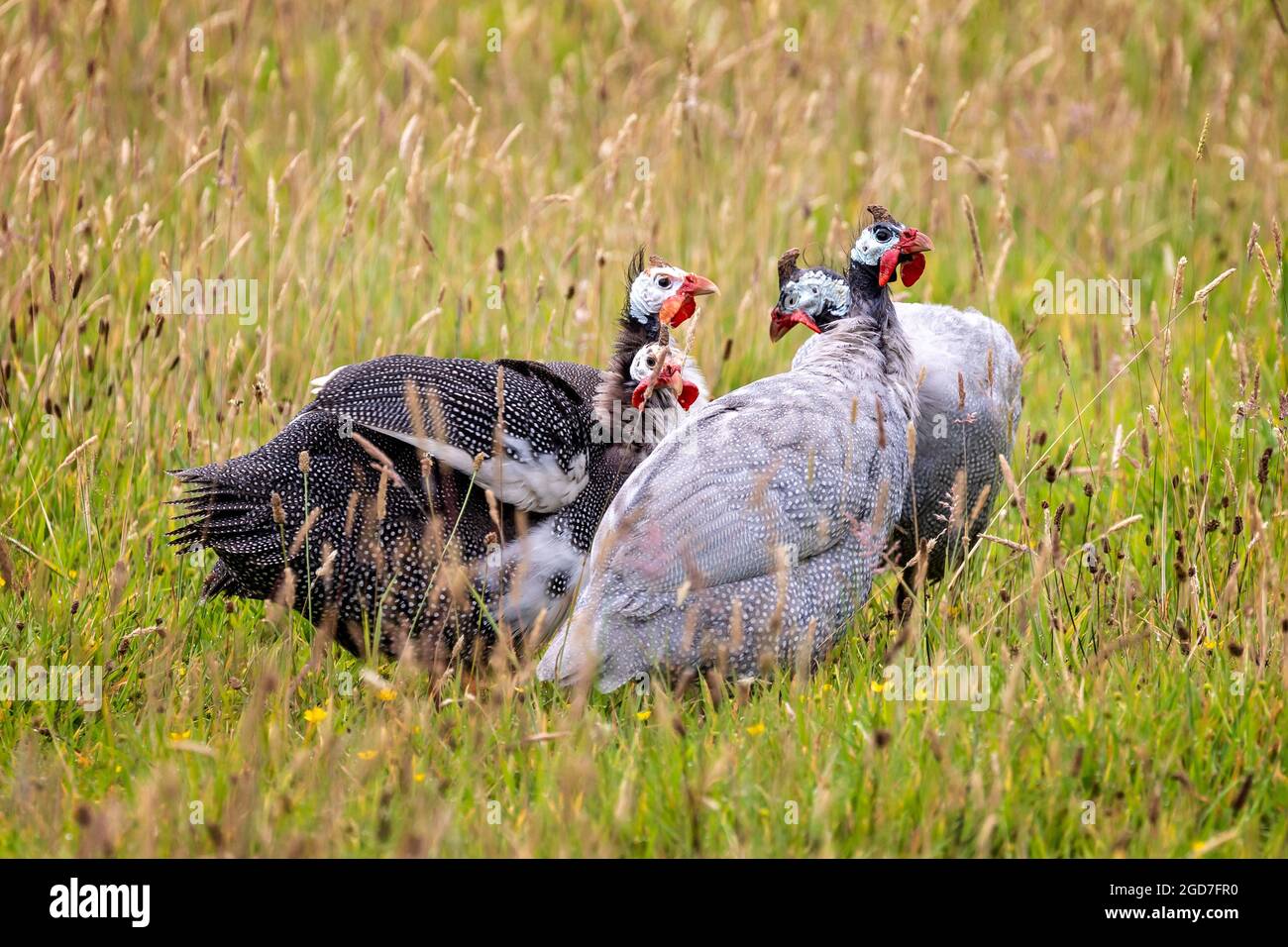 Close up of a group of 4 Guinea Fowl in field in Cornish countryside Stock Photo
