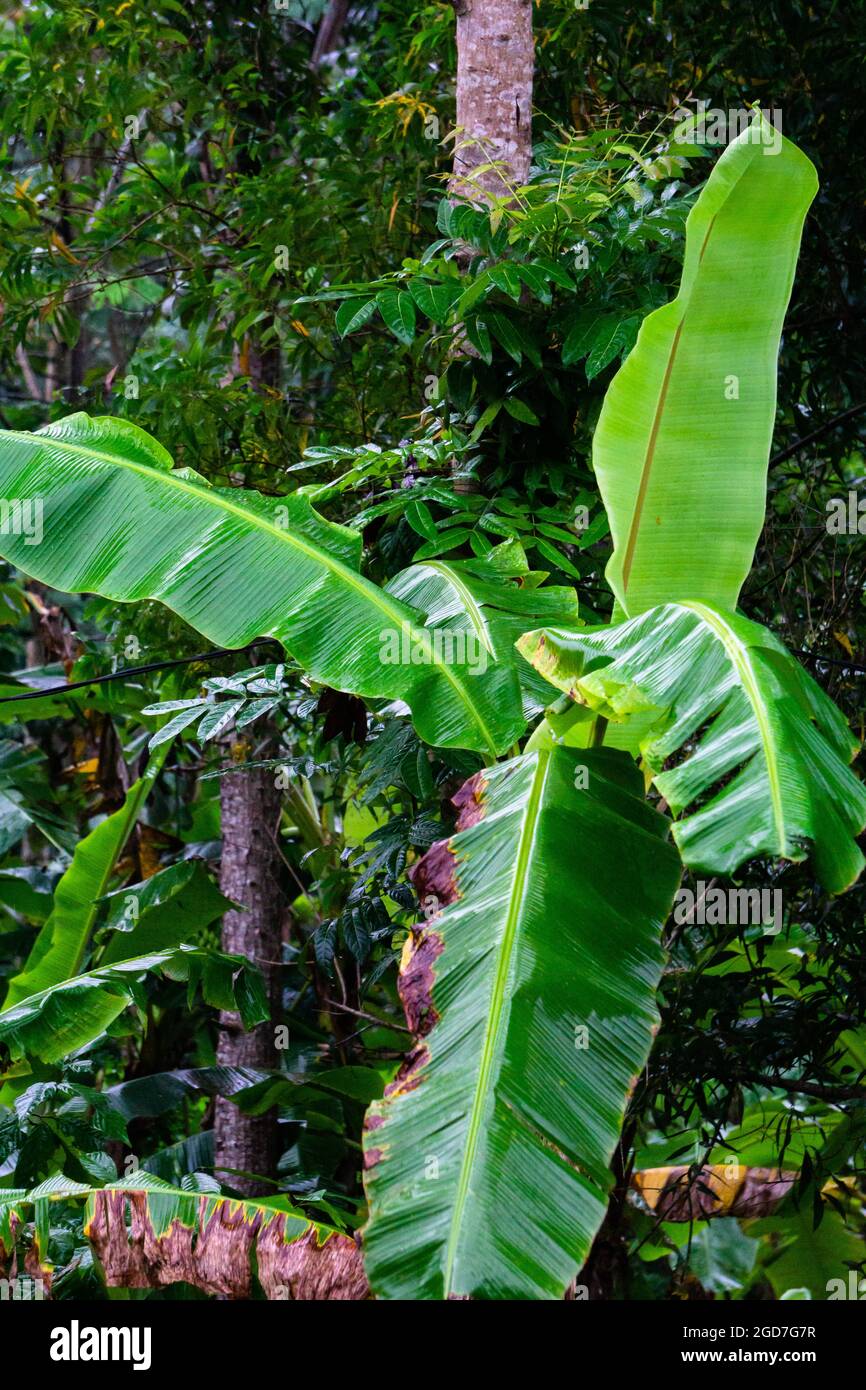 Picture of banana tree after rain in the jungle, the leaf look fresh Stock Photo