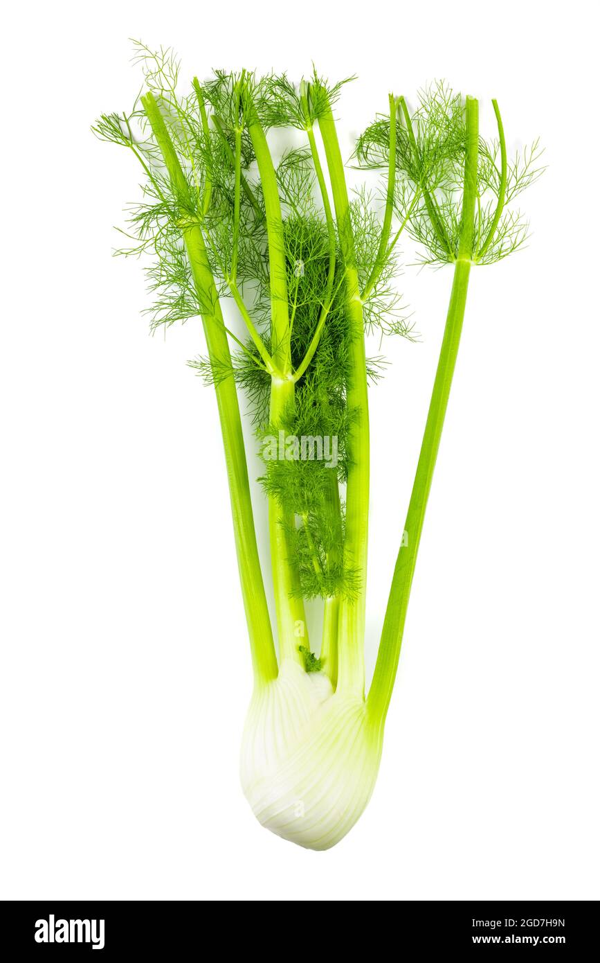 Isolated Stalk Celery. Fresh Stalk Celery on white background. Stock Photo