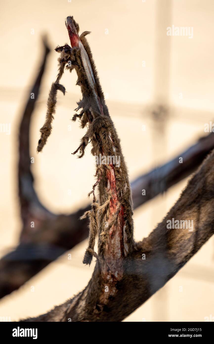Close up of deer antlers shedding velvet Stock Photo