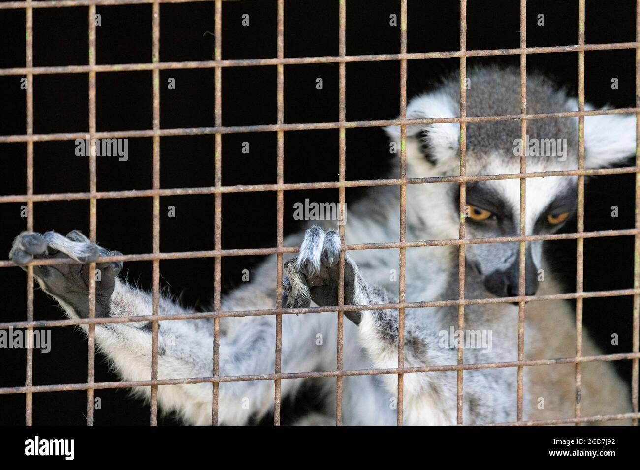 Ring-tailed lemur (Lemur catta) in captivity at a zoo Stock Photo - Alamy
