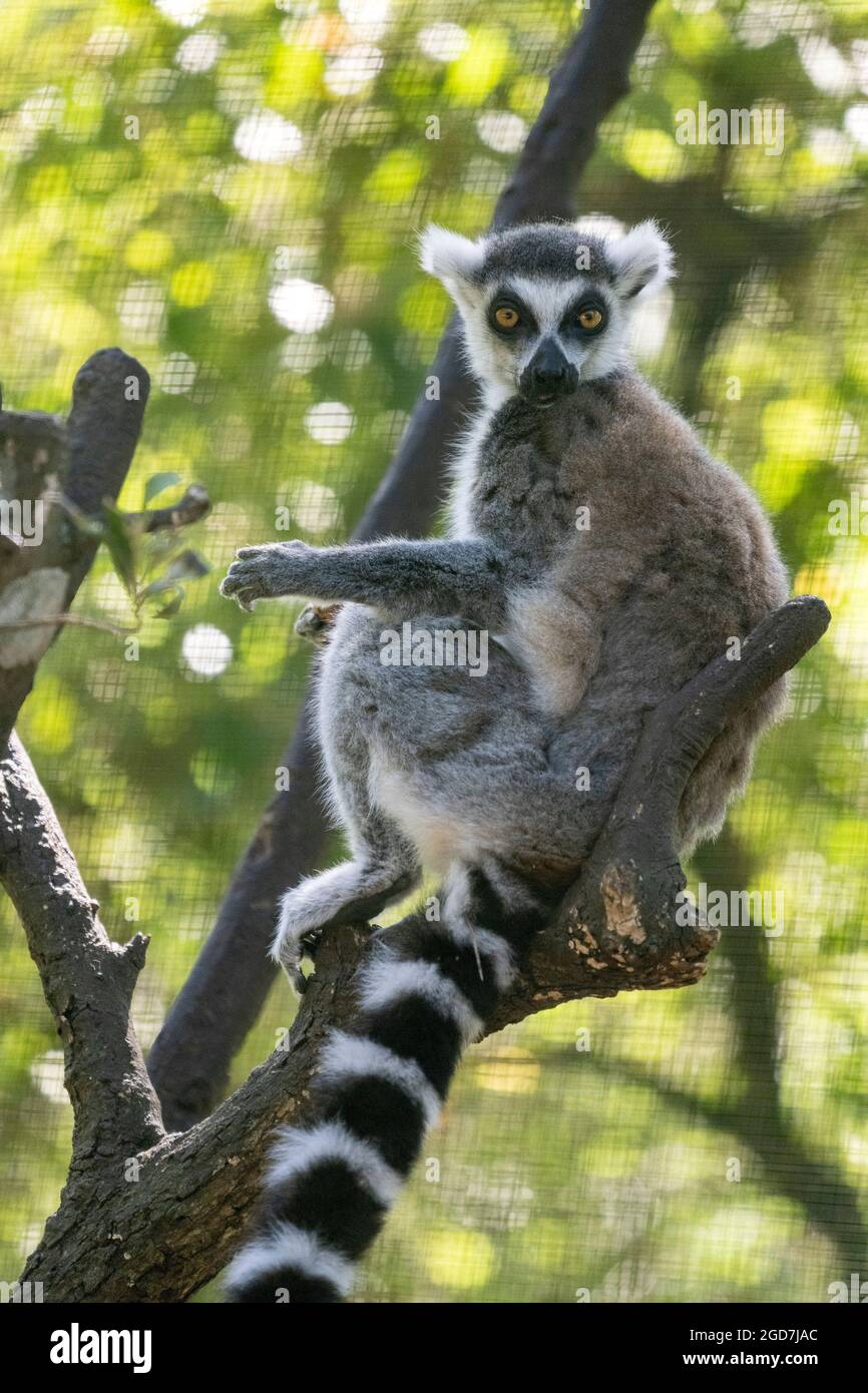 Ring-tailed lemur (Lemur catta) in captivity at a zoo Stock Photo - Alamy