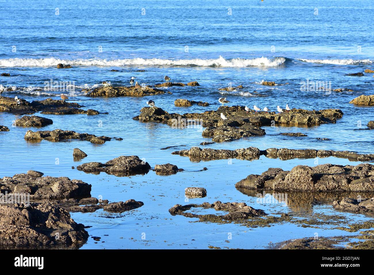 Rocks of flat coastal reef covered with encrusting organisms protruding from water during low tide period. Stock Photo