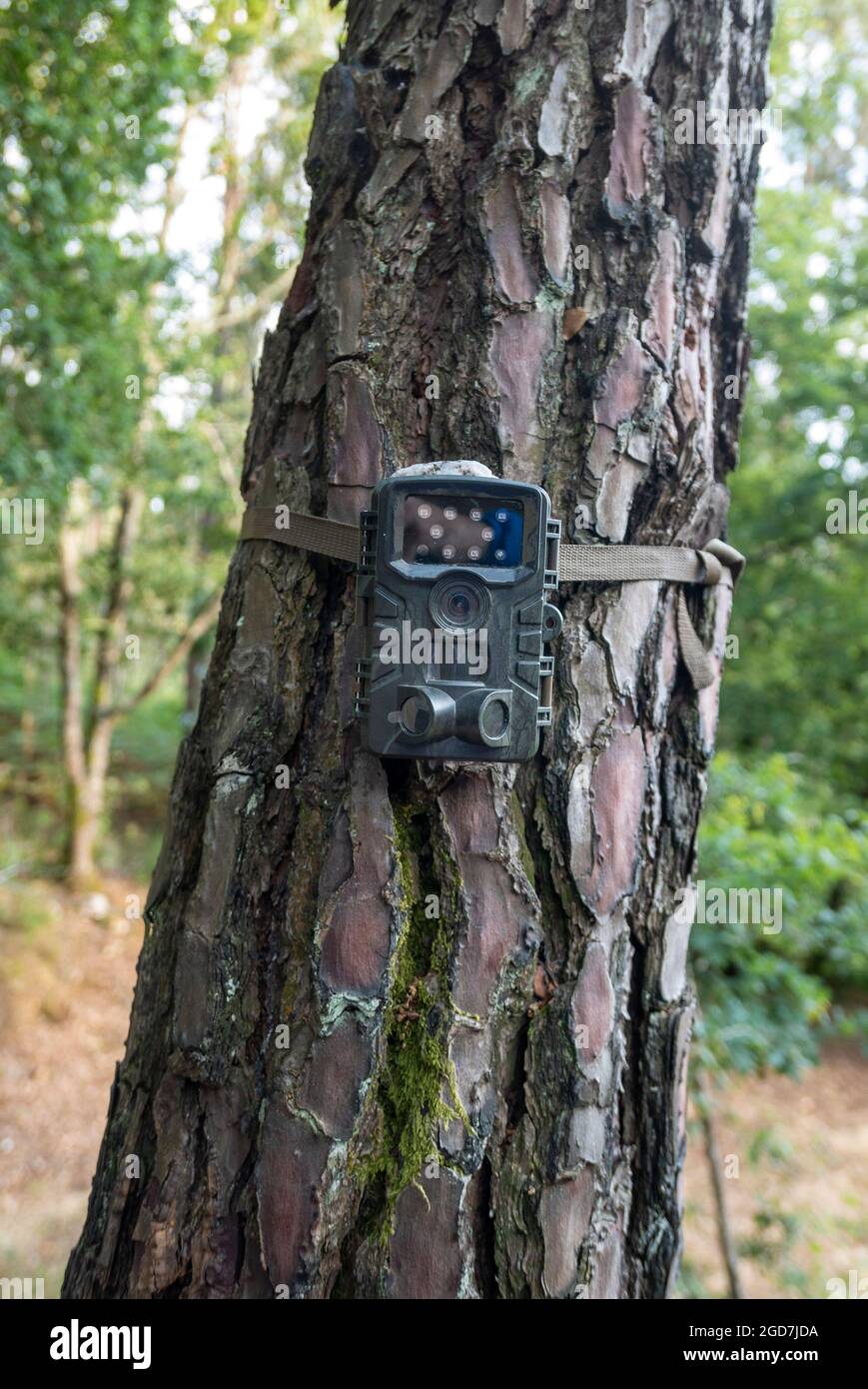 Camouflaged motion activated trail camera for photographing wildlife tied to tree Stock Photo