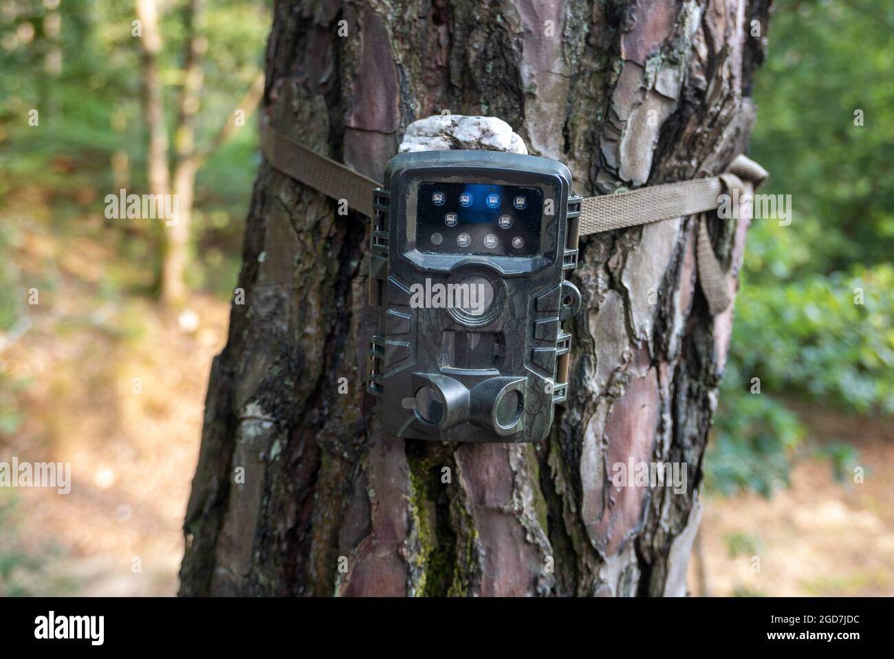 Camouflaged motion activated trail camera for photographing wildlife tied to tree Stock Photo