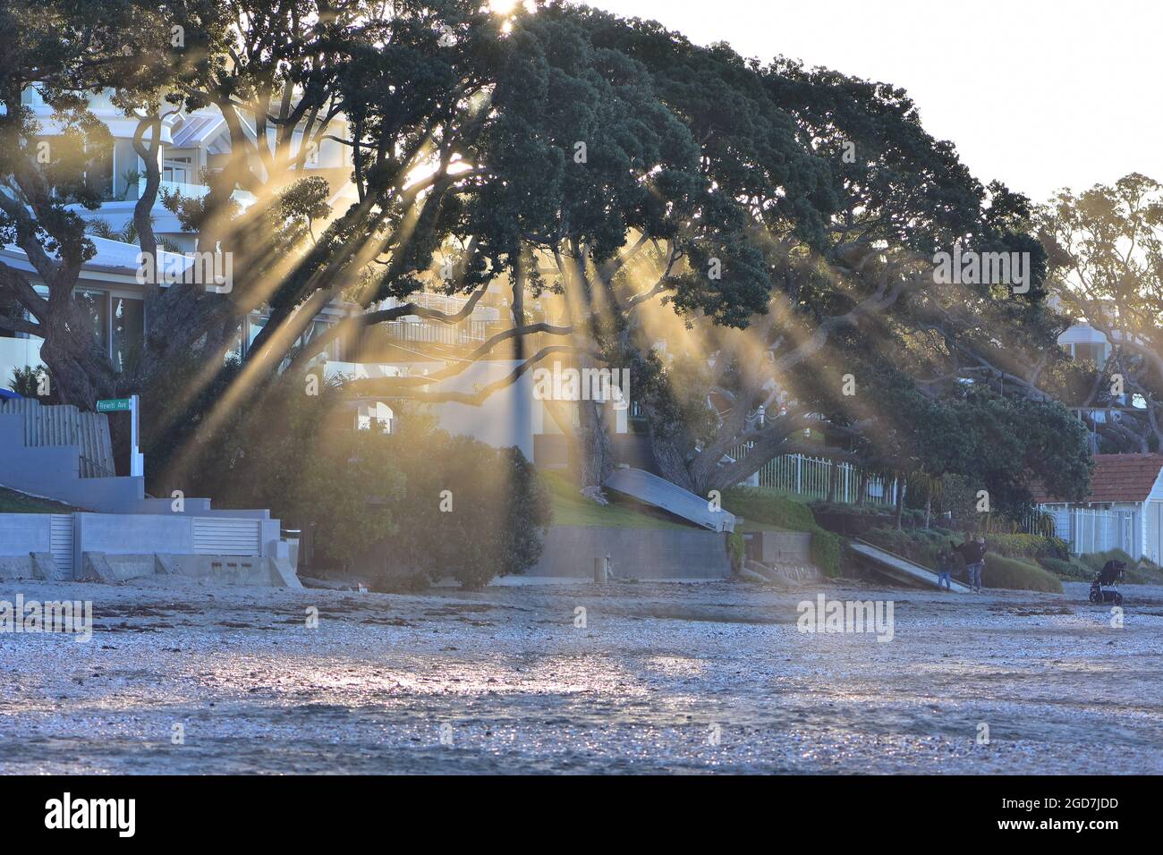 Evening sunrays penetrating from behind pohutukawa trees bringing light onto beach sand in front of coastal homes. Stock Photo