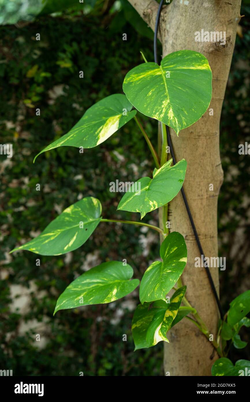 Vertical shot of growing Devil's ivy plant Stock Photo - Alamy