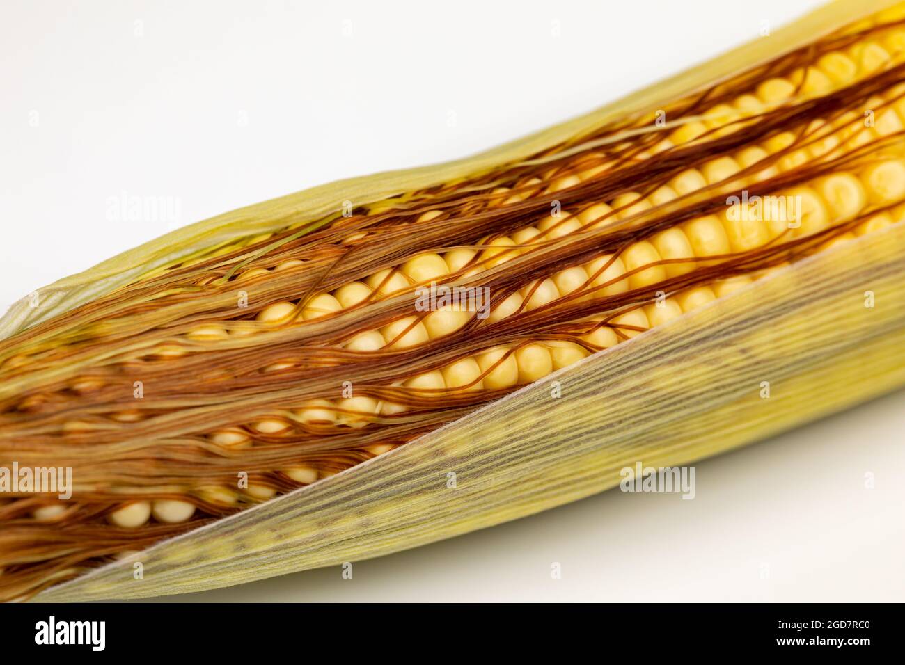 Corn kernels on ear with silk. Grain fill, growth stage and kernel set concept Stock Photo