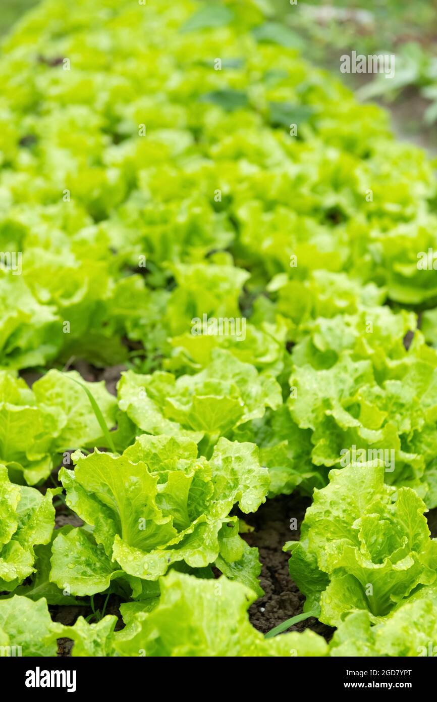 rows of planted lettuce vertical composition Stock Photo - Alamy