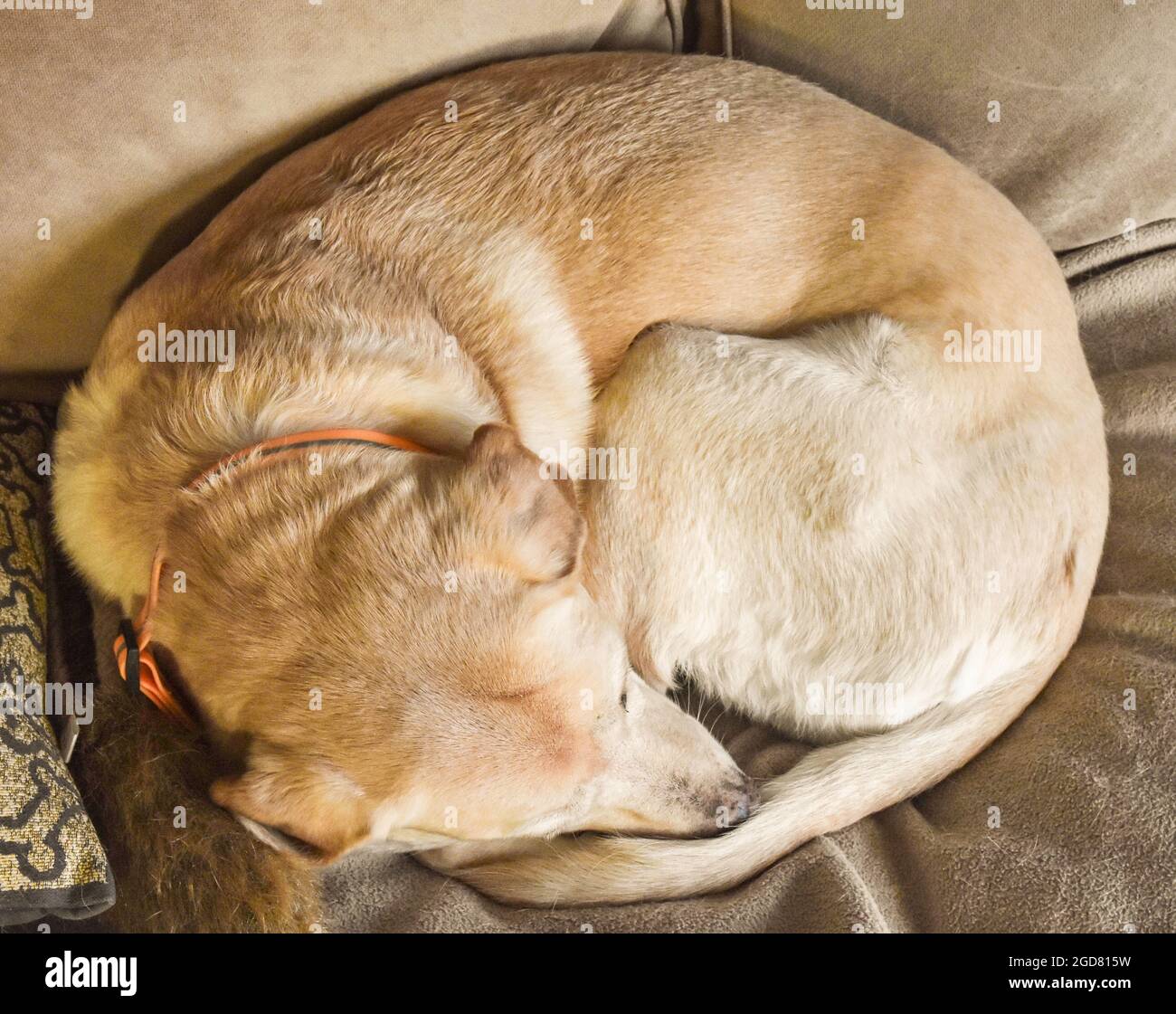 Yellow lab curled up on a beige couch. Closeup. Stock Photo