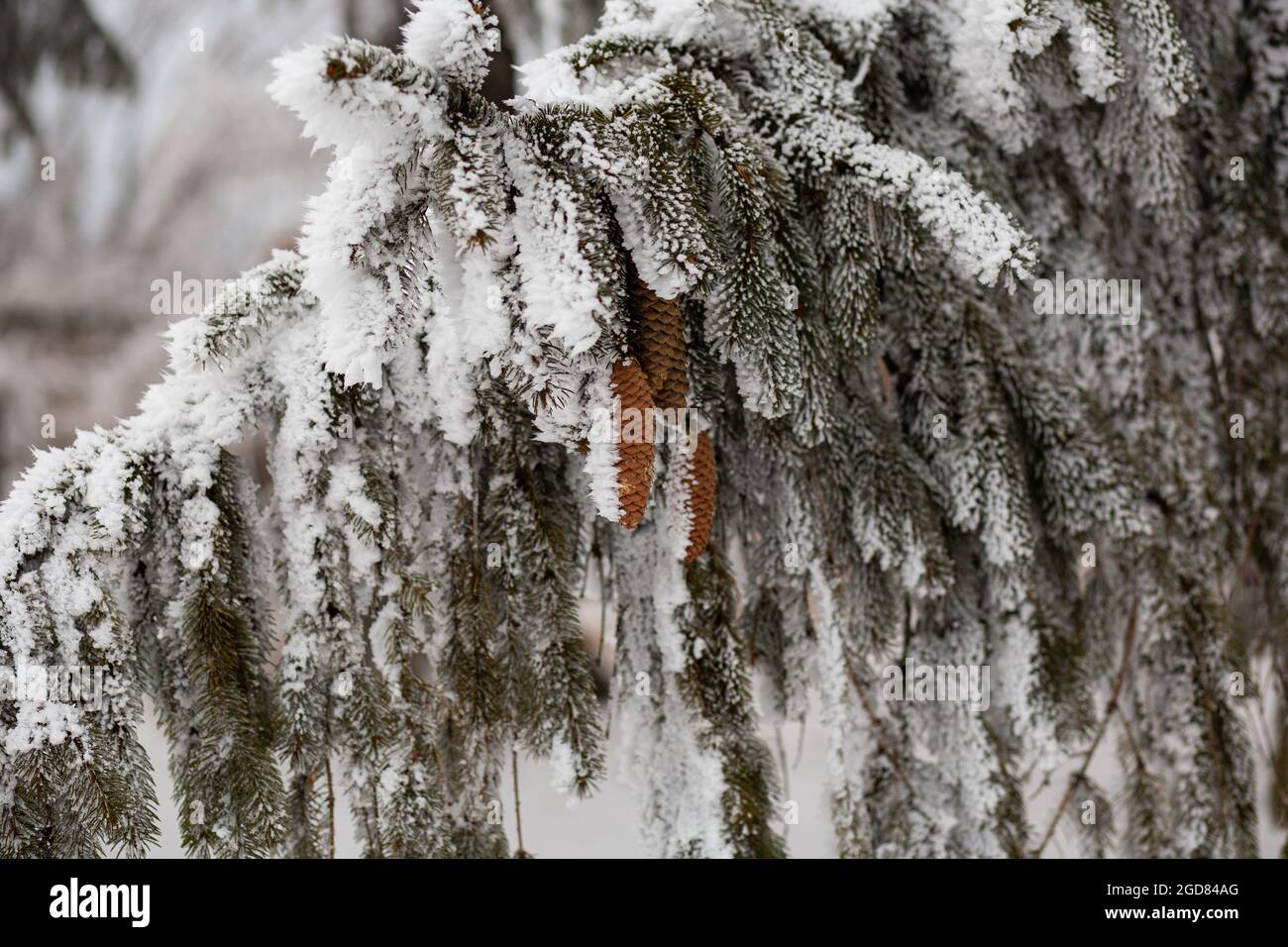 Closeup of hoarfrost on a pine tree with pine cones Stock Photo - Alamy