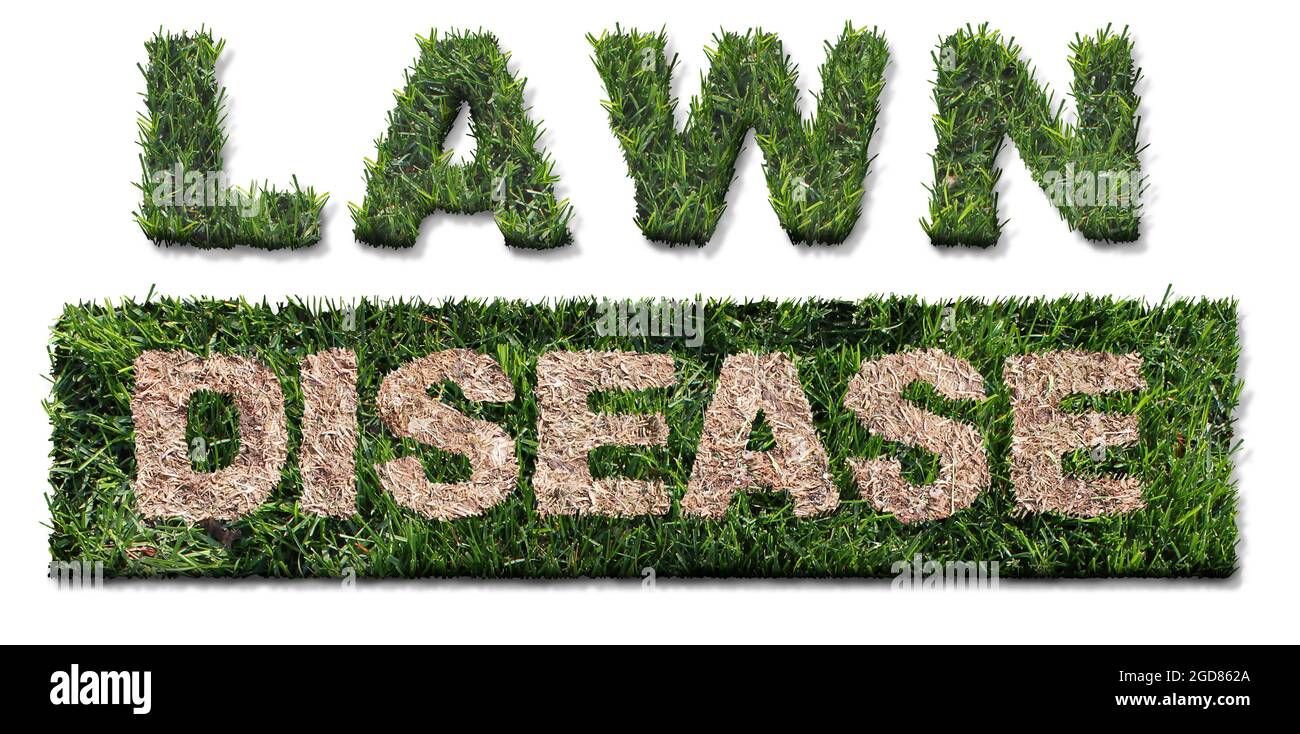 Lawn disease symbol as grub damage as chinch larva damaging grass roots causing a brown patch and drought area in the turf as a composite image. Stock Photo