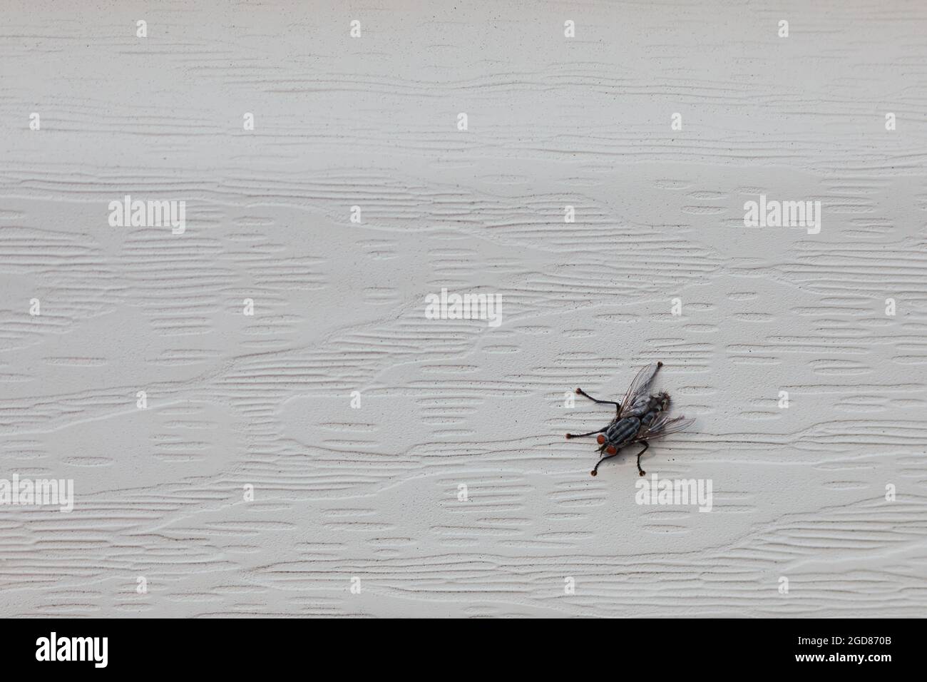A flesh fly (of the family Sarcophagidae) clings to the cream vinyl siding on the wall of a house. Stock Photo