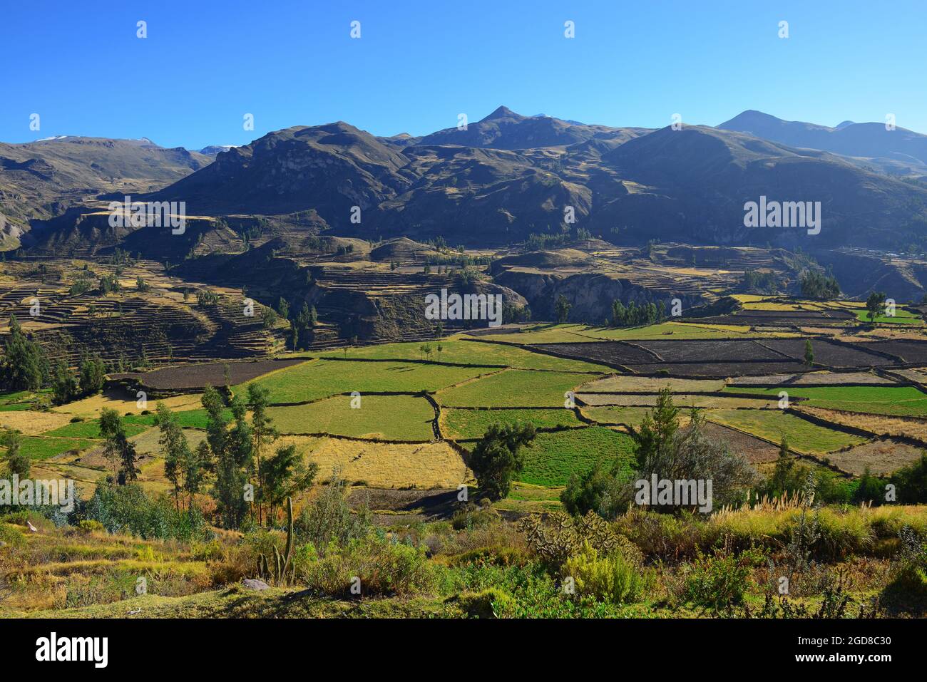 Colca Canyon agriculture terraces in spring, Arequipa, Peru. Stock Photo