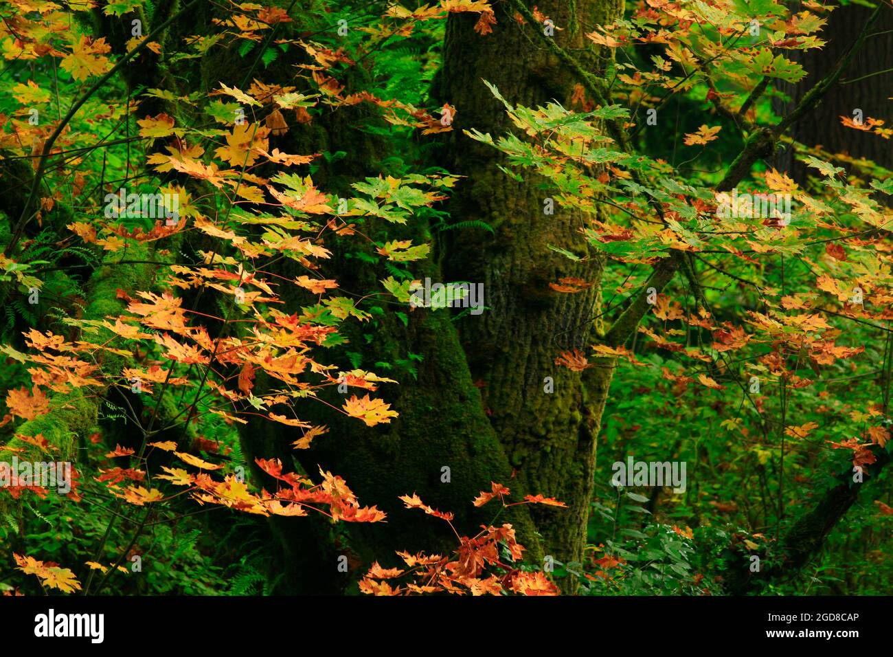 Pacfiic northwest hi-res stock photography and images - Alamy