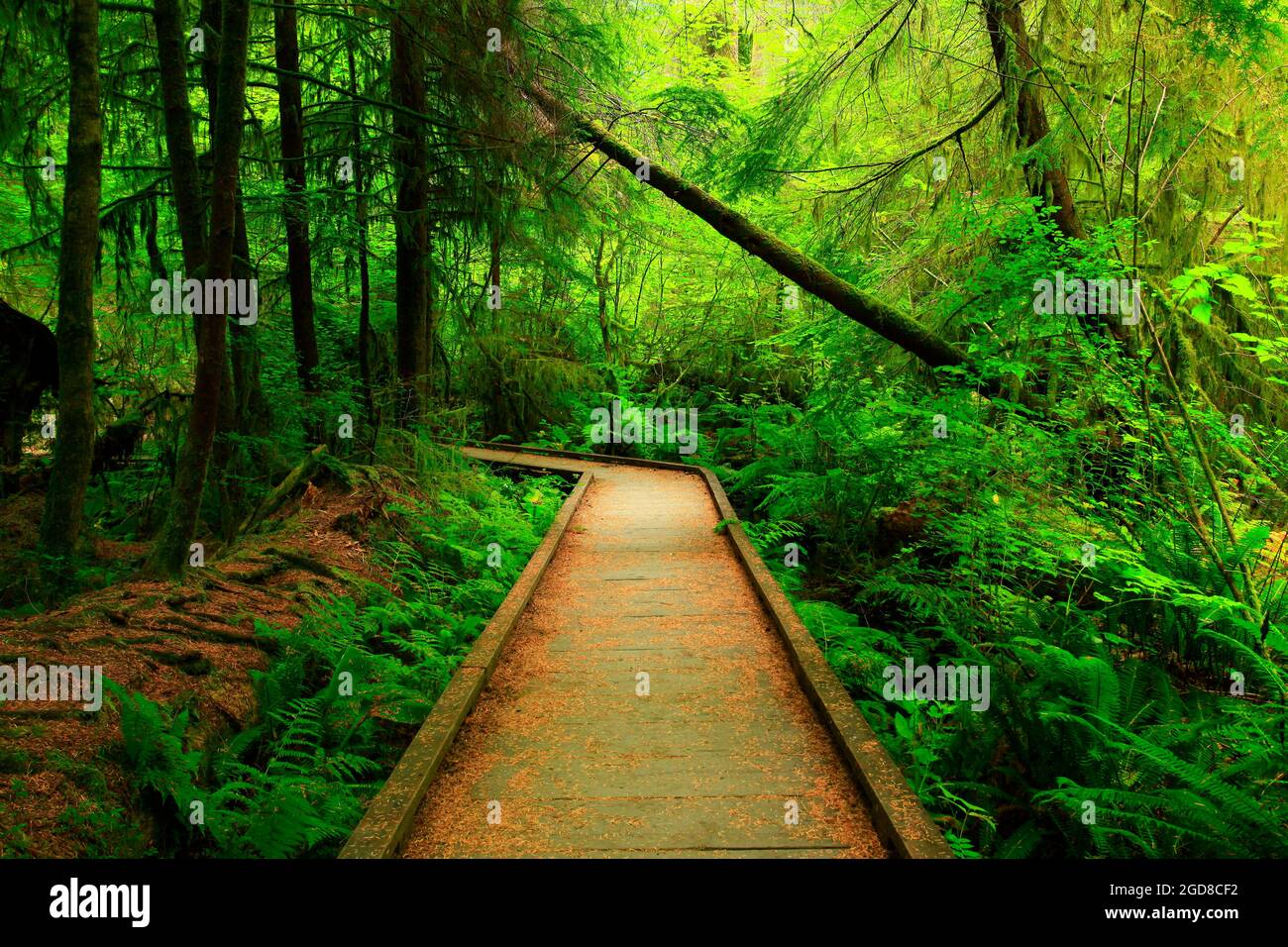 a exterior picture of an Pacific Northwest forest trail Stock Photo Alamy